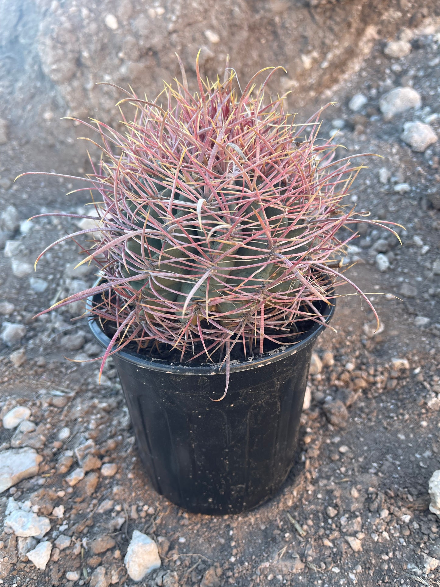 Red Barrel Cactus (small)