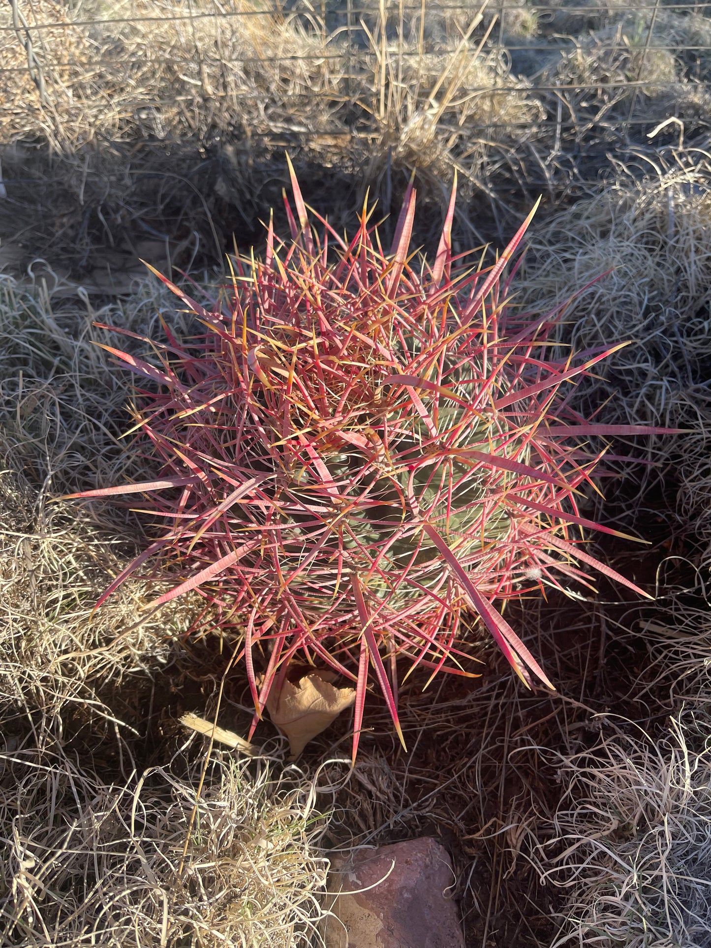 Red Barrel Cactus (medium)